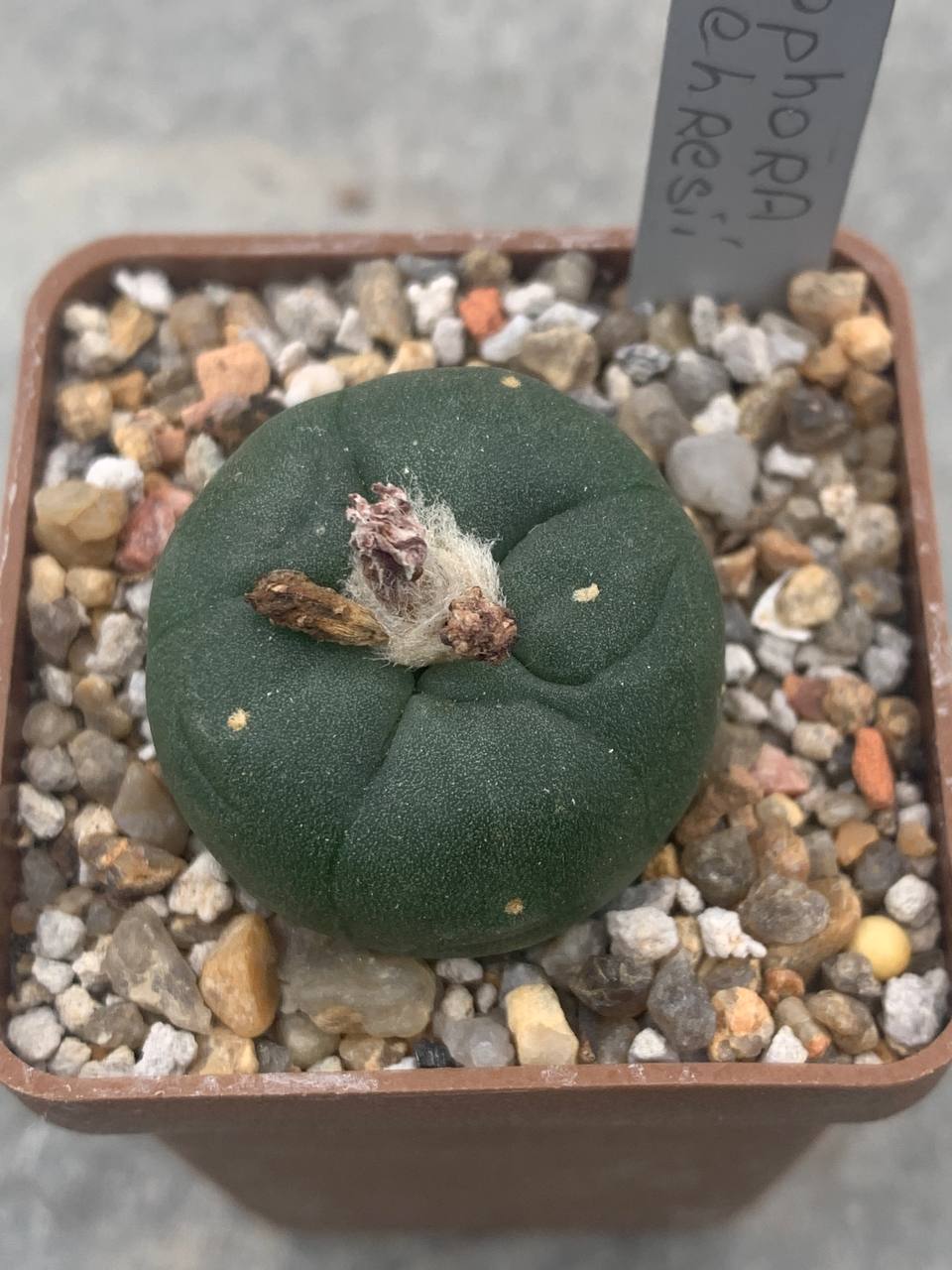 Lophophora koehresi