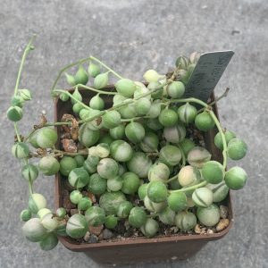 Aeonium Floresens variegata