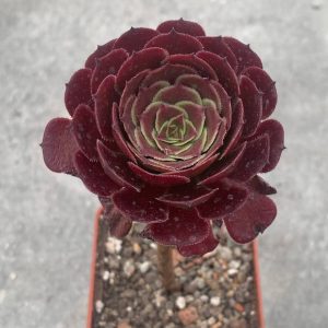 Aeonium cv. ‘Morticia’
