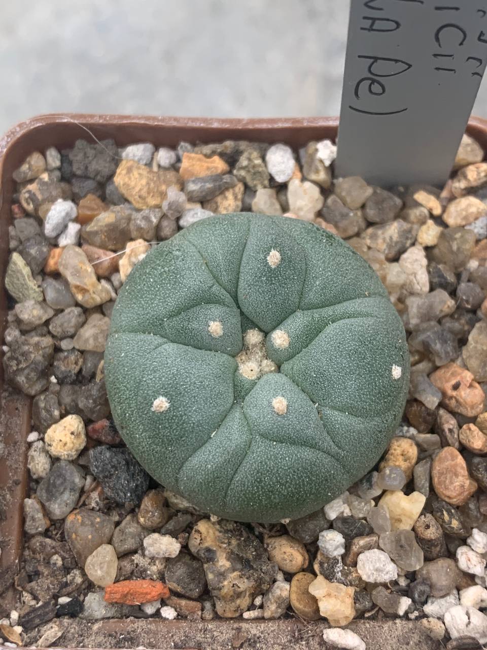 Lophophora fricii (La Pe)