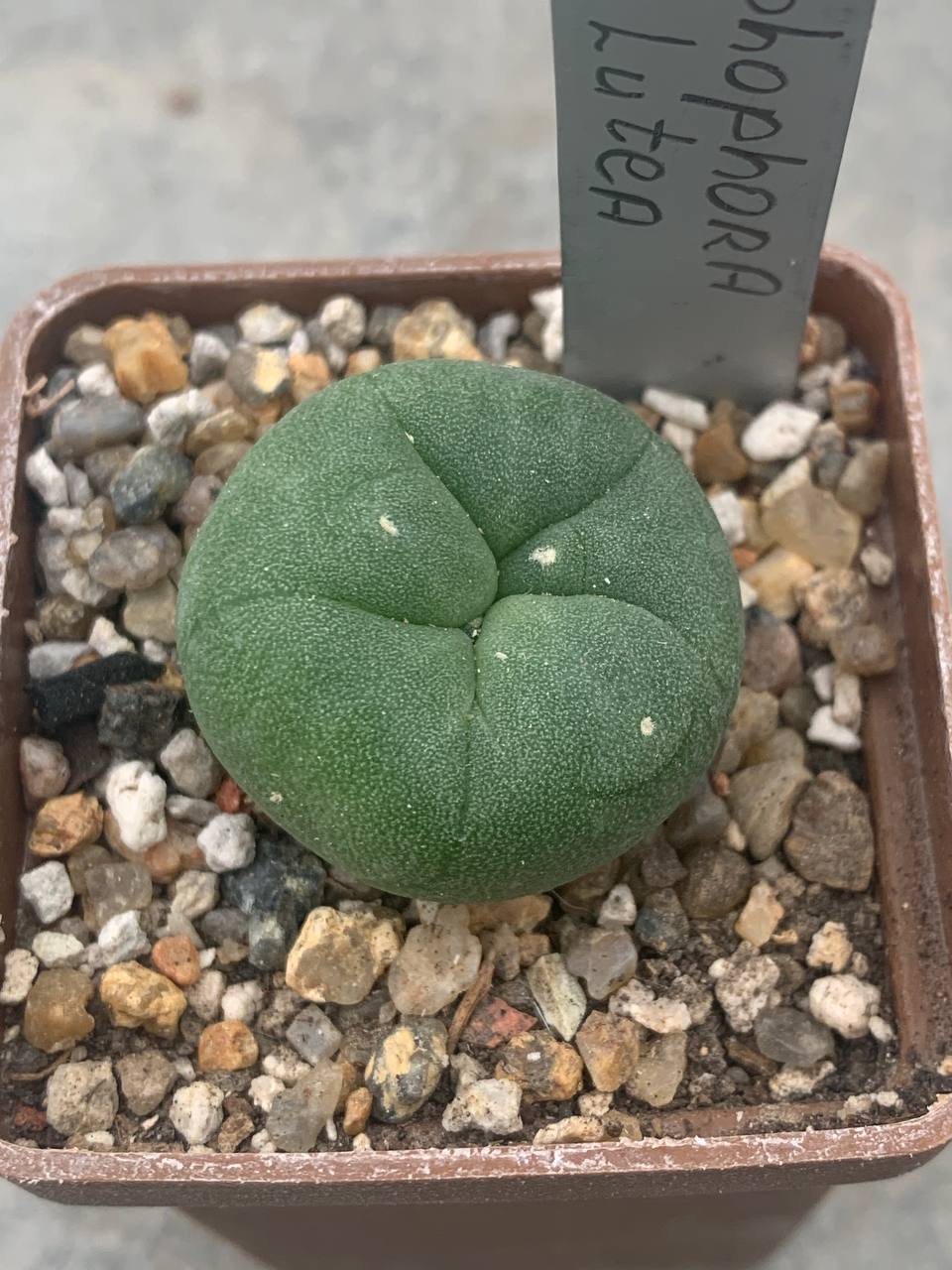 Lophophora lutea