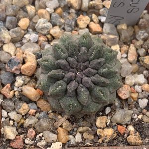 Pyrrhocactus occultus RS 1958