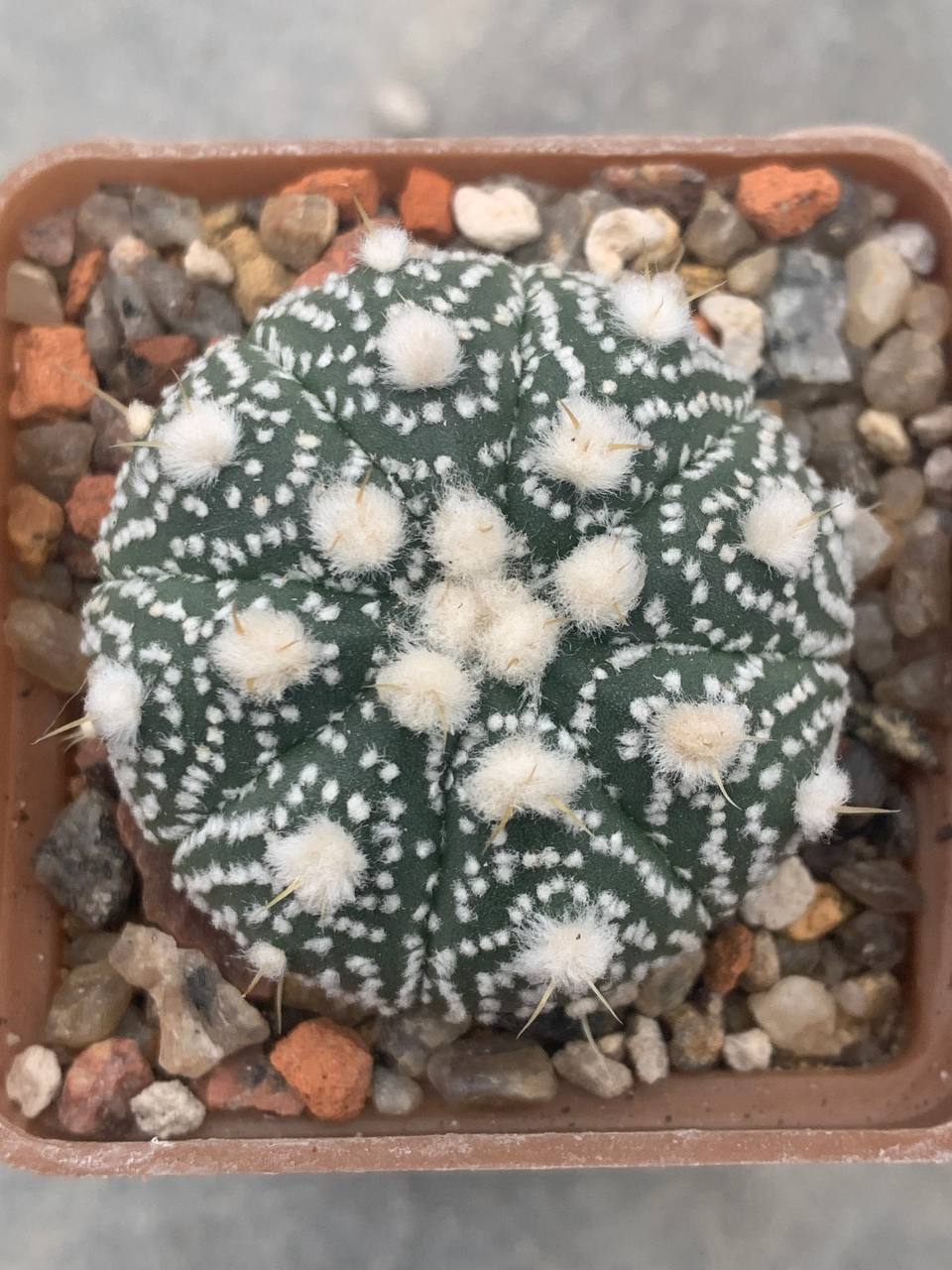 Astrophytum asterias ‘Kikko’ hybr