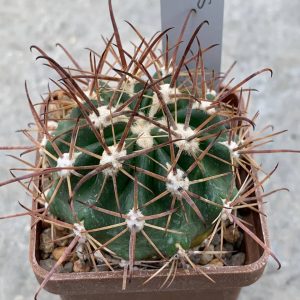 Ferocactus fordii