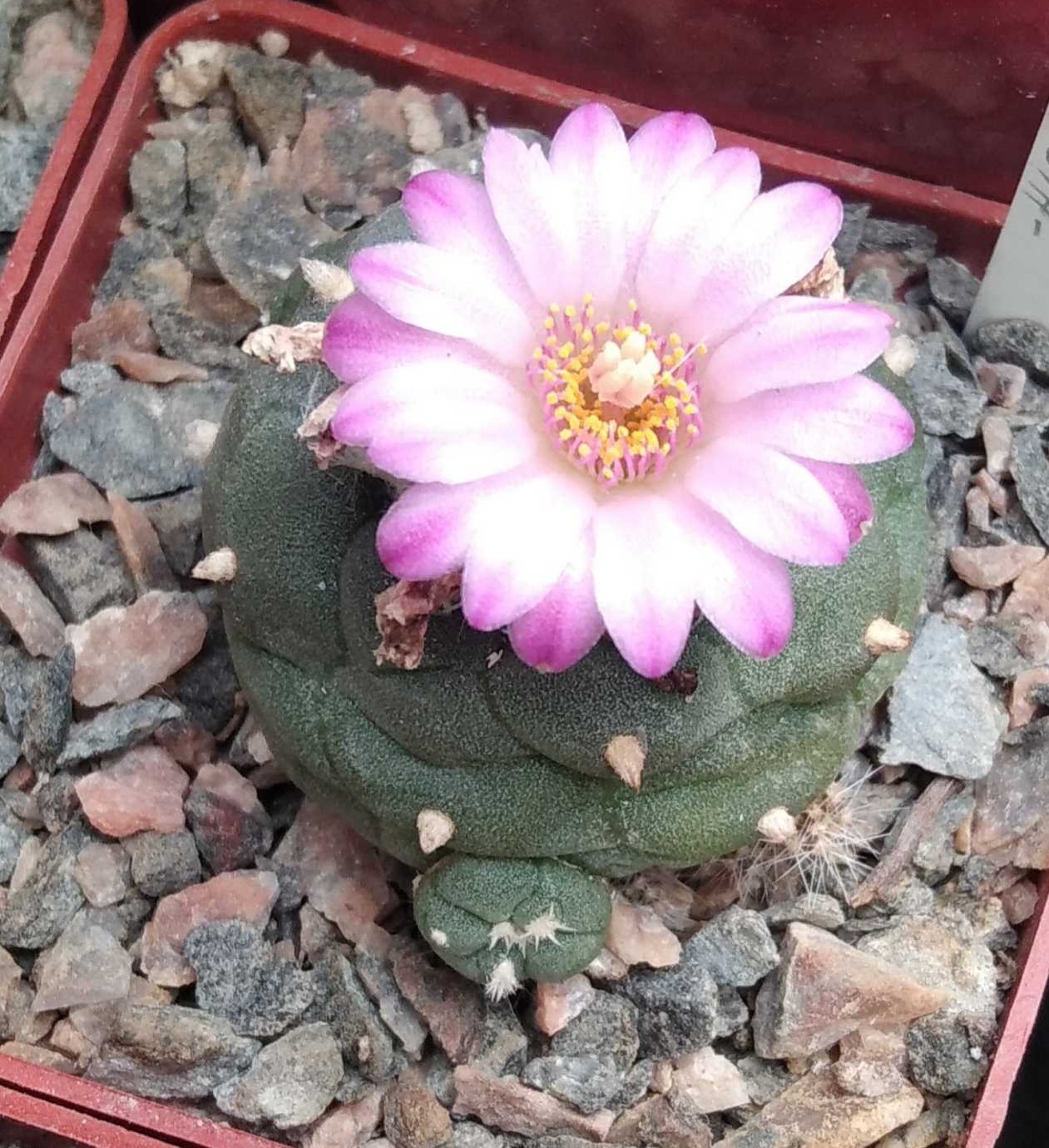 Lophophora jourdaniana -cube-6cm-прихована підщепа-