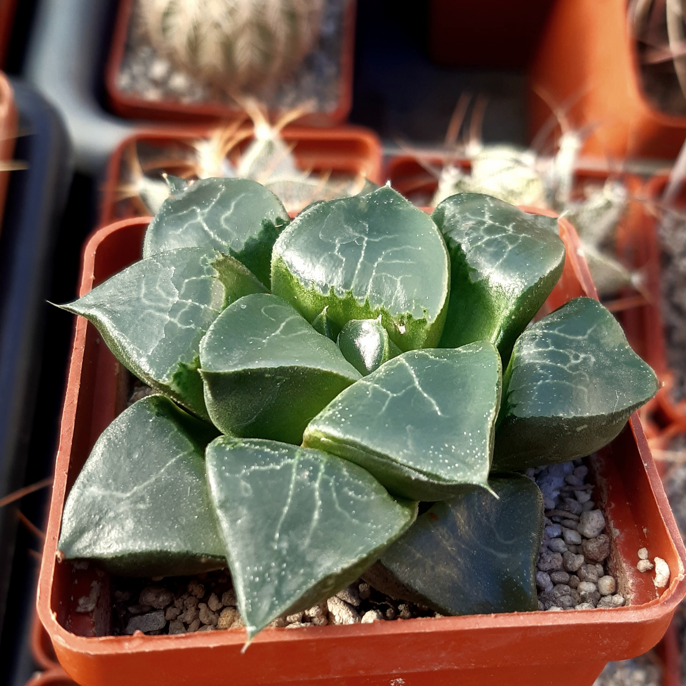 Haworthia correcta 'Muyeke"