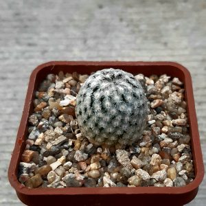 Mammillaria sanchez-mejoradae