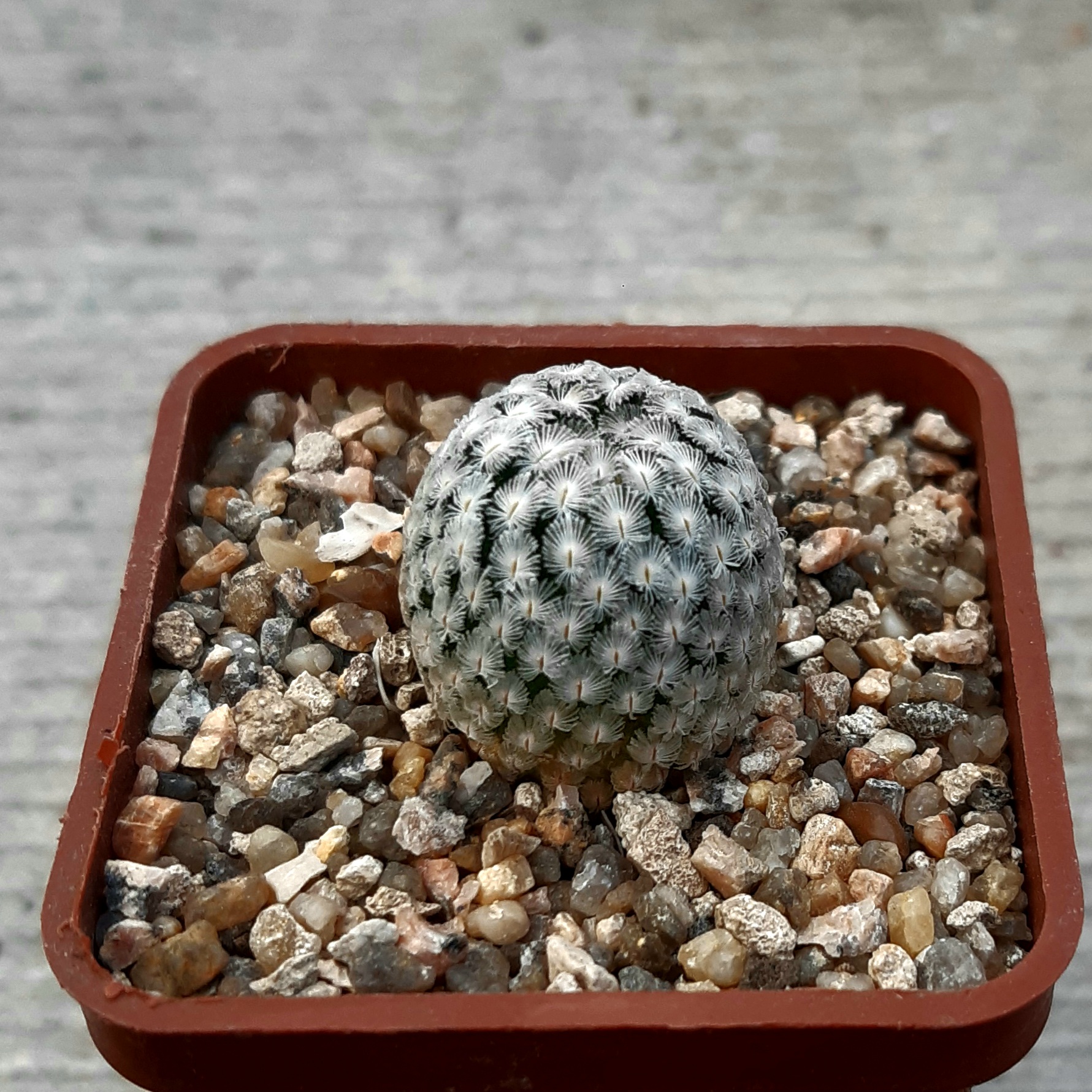 Mammillaria sanchez-mejoradae