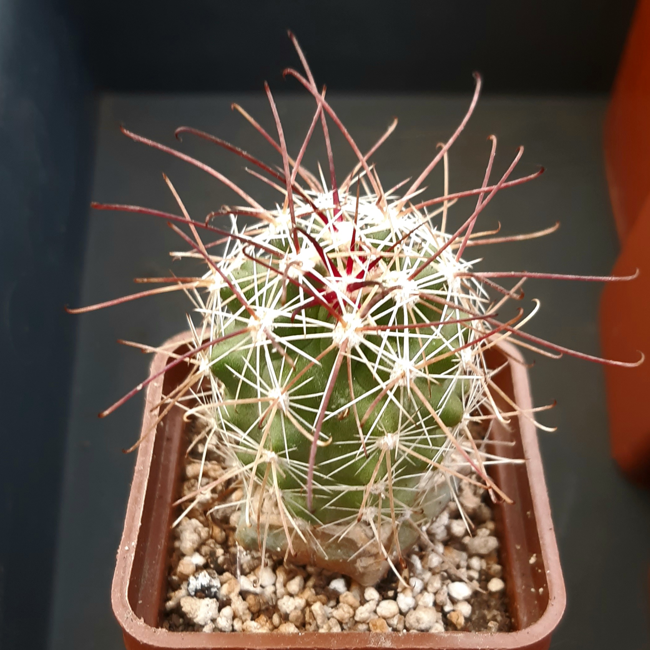 Sclerocactus polyancistrus VZD878 Gold Reef, Esmeralda, Co