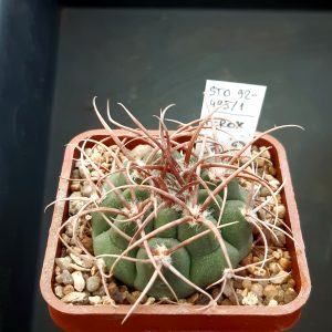 Gymnocalycium ferox STO92-495/1 Aqua de Ramon,Cord.  /strong spines/