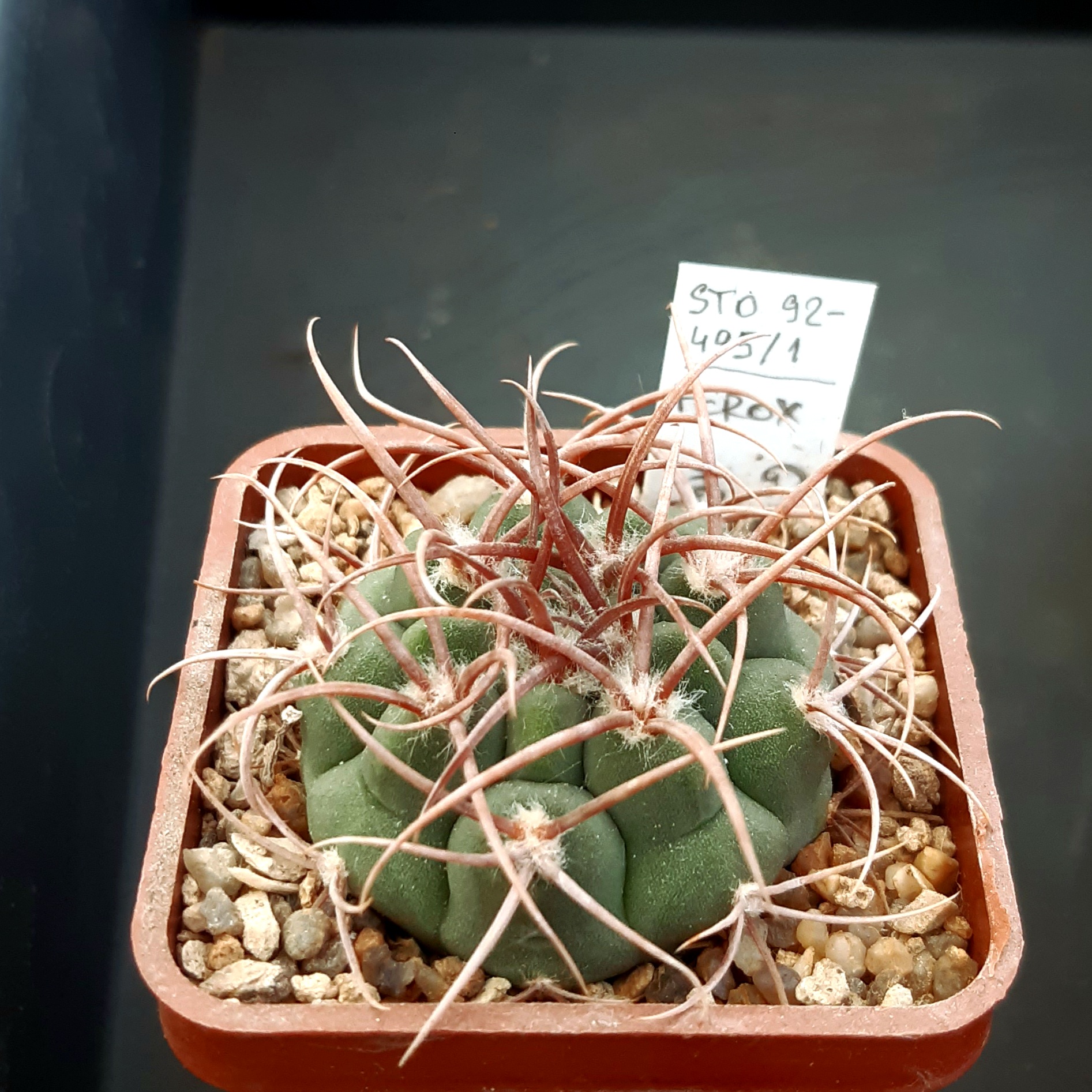Gymnocalycium ferox STO92-495/1 Aqua de Ramon,Cord.  /strong spines/