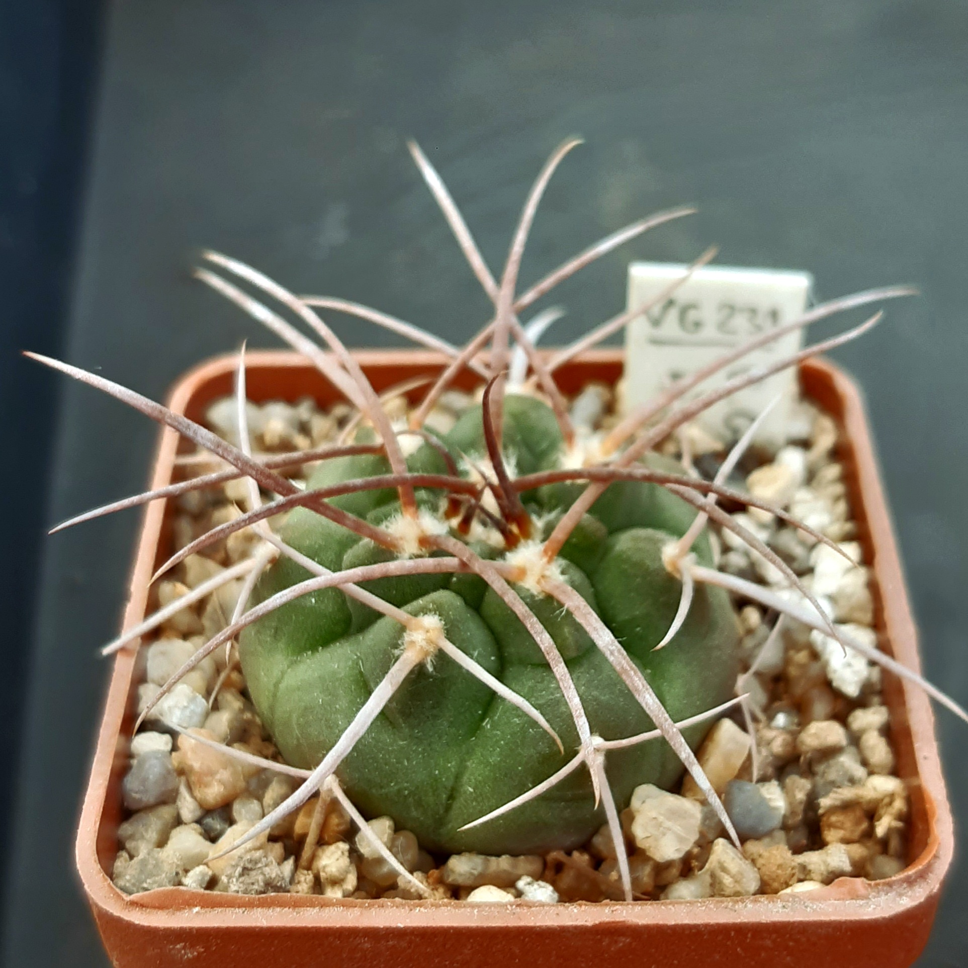 Gymnocalycium guanchinense VG231 Las Higueritas, La Rioja, Arg.1500m
