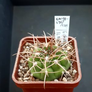 Gymnocalycium castellanosii v.ferocius GN91-396/1311 El Esp., Cordoba, Argentina 650-1010m  /strong spines/