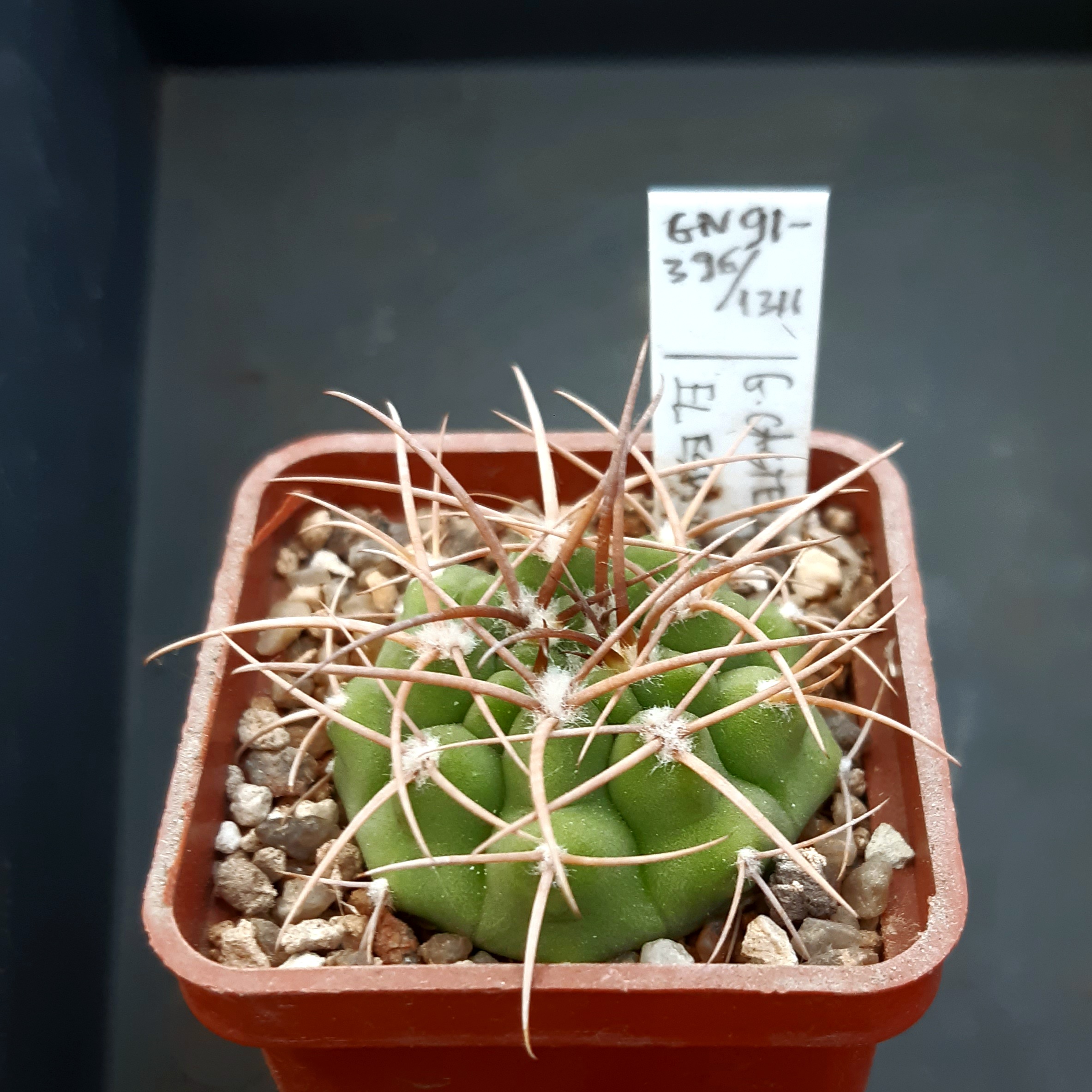 Gymnocalycium castellanosii v.ferocius GN91-396/1311 El Esp., Cordoba, Argentina 650-1010m  /strong spines/