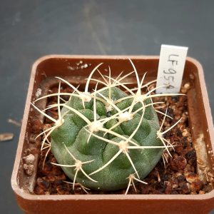 Gymnocalycium monvillei 'steineri' LF95a, Niňa Paula, Córd. 1350m