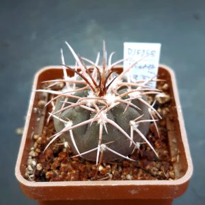 Gymnocalycium spegazzini DJF248 Amaicha del Valle, Tucuman, Arg