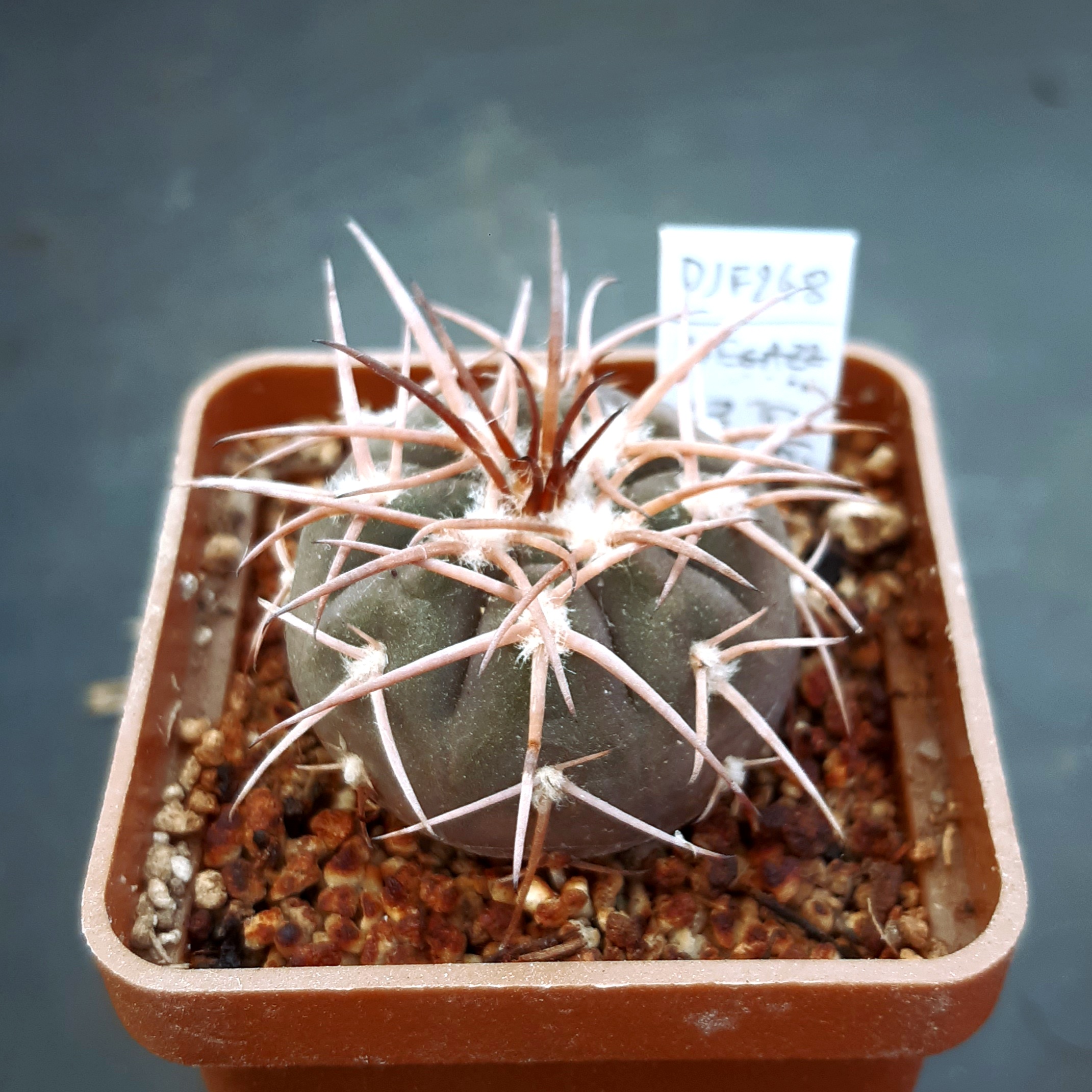 Gymnocalycium spegazzini DJF248 Amaicha del Valle, Tucuman, Arg