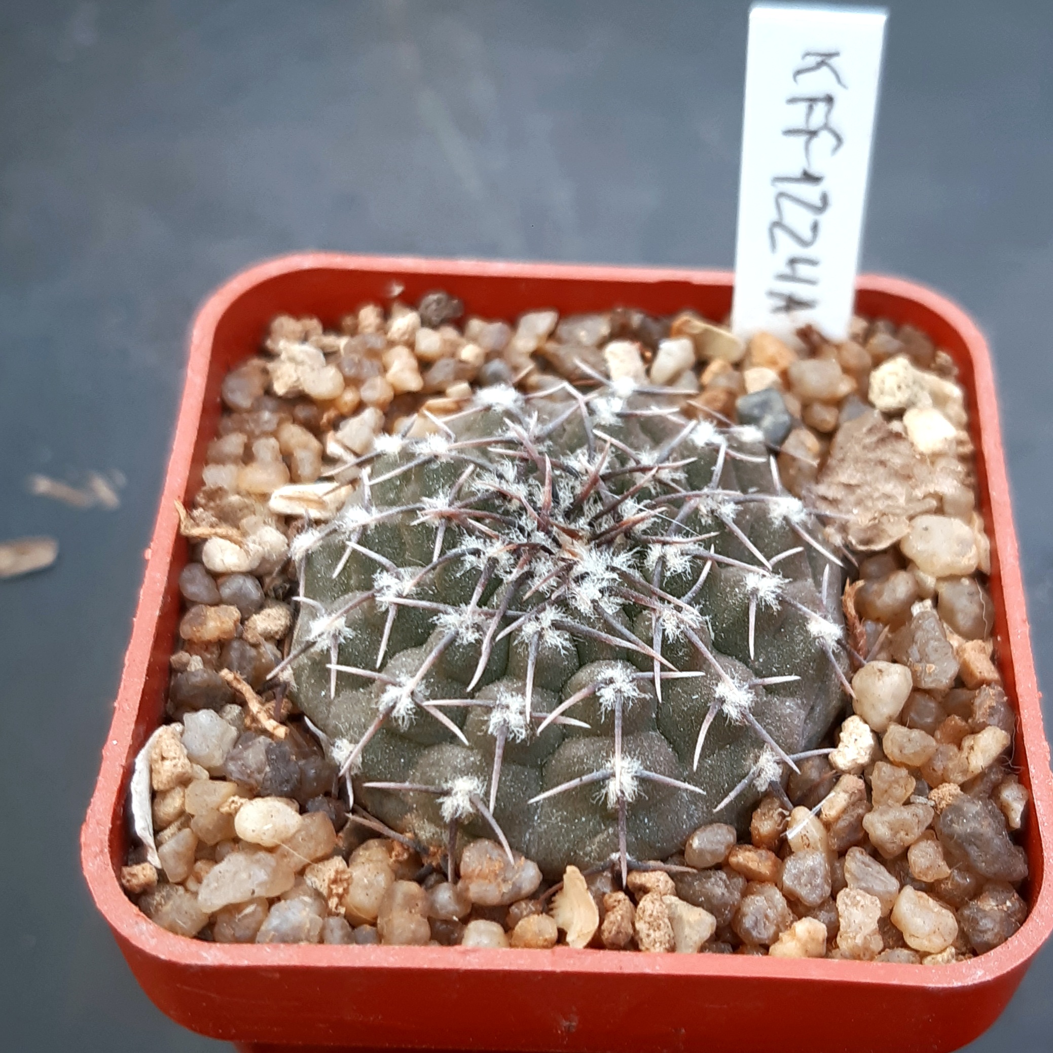 Gymnocalycium stellatum 'occultum' KFF1224a, San Pablo, 1km behind pueblo, 509m, Catamarca, Argentina