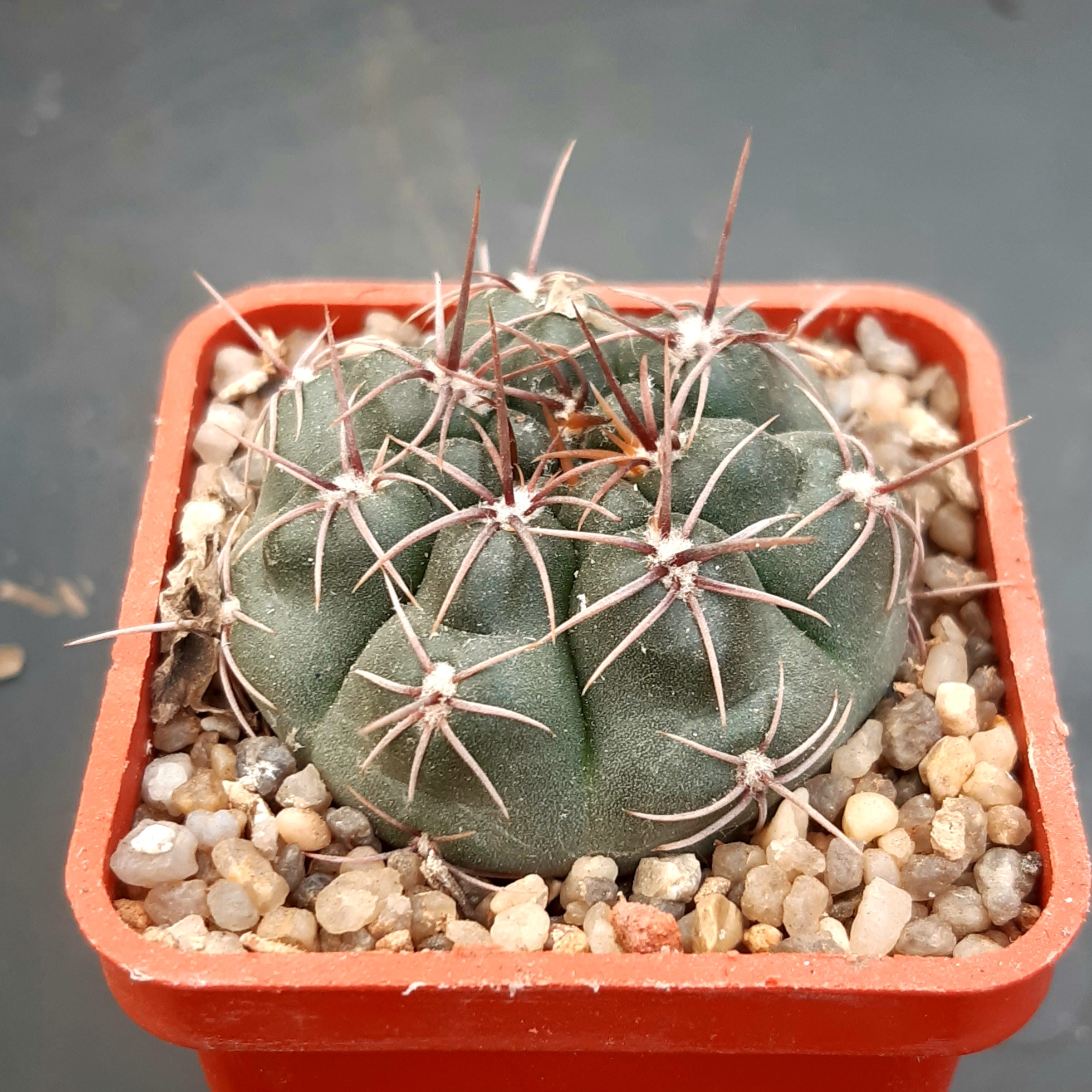 Gymnocalycium neuhuberi LB289, Villa de la Quebrada, San Luis, Arg
