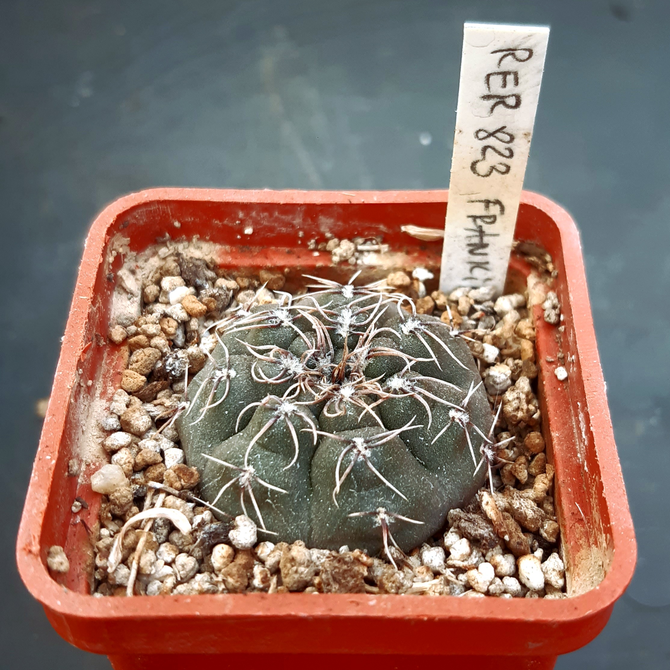 Gymnocalycium frankianum RER823 Sra de Guasayan, Arg