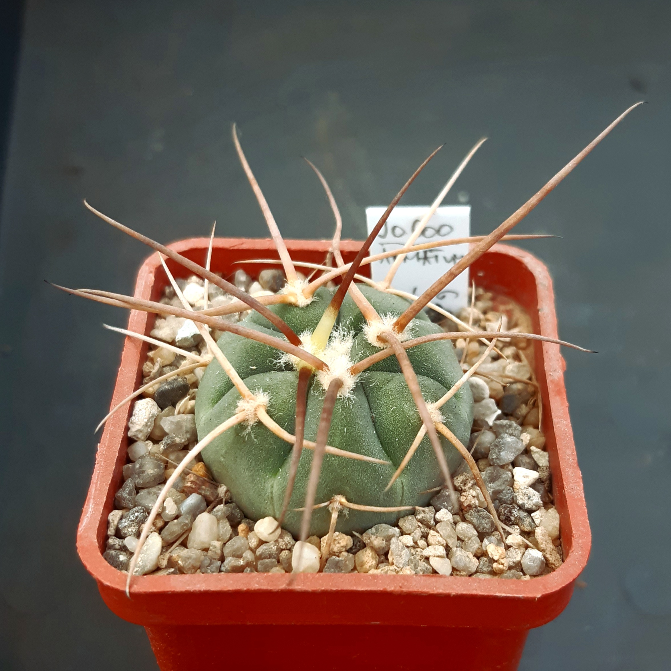 Gymnocalycium cardenasianum f.armatum JO600, Toraya Puno, Parokia