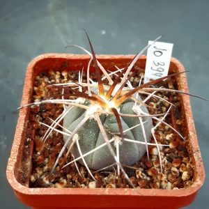 Gymnocalycium cardenasianum JO394 Carrizal, Tarija, Bolivia (super spines)