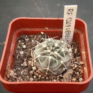 Gymnocalycium uebelmannianum RF1269 Anillaco hory nad městem, 1925m Nová lokalita!!