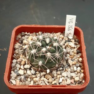 Gymnocalycium sutterianum 'tetraploideum' VG266, La Cruz-Arroyo San Antonio, Cordoba, 544 m