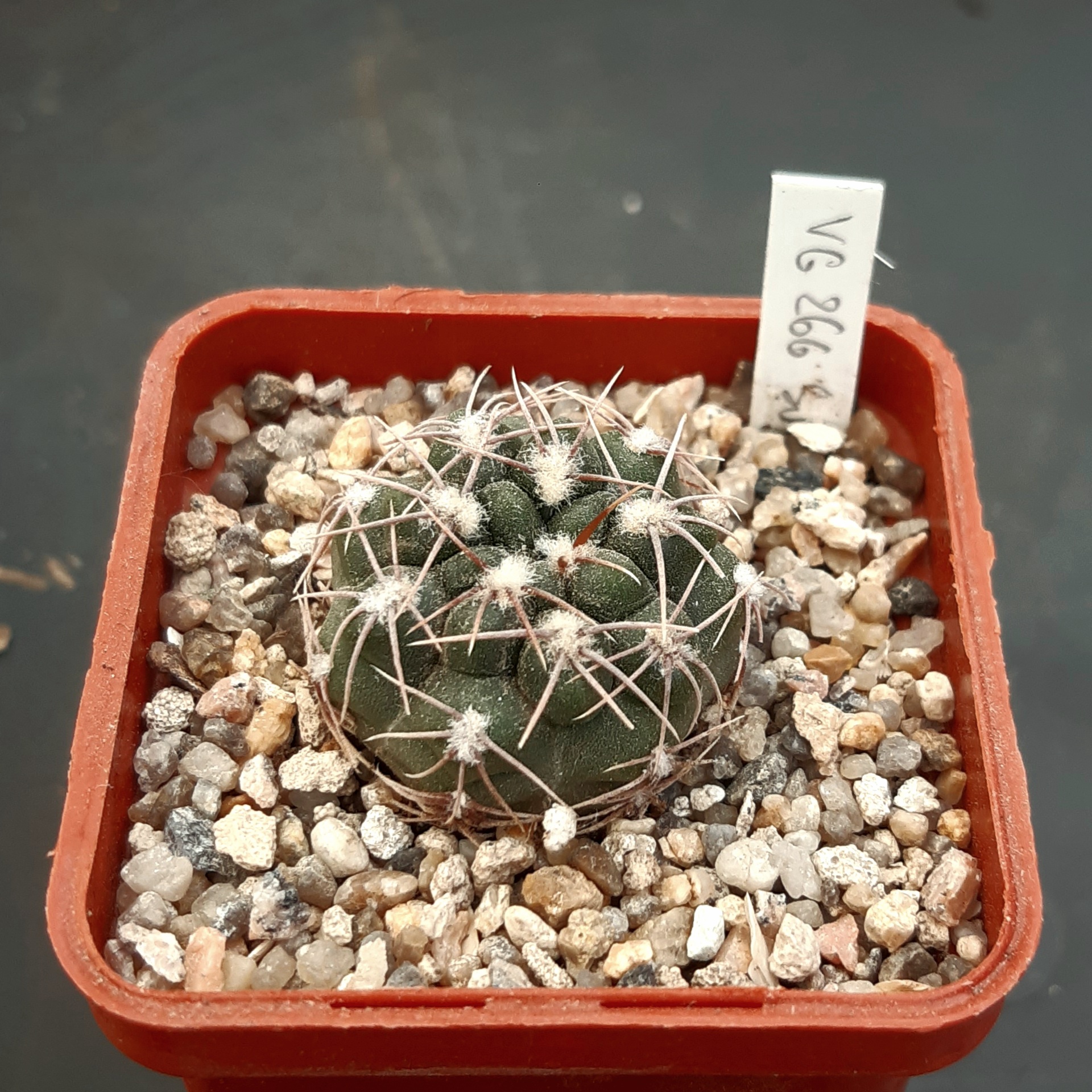Gymnocalycium sutterianum 'tetraploideum' VG266, La Cruz-Arroyo San Antonio, Cordoba, 544 m