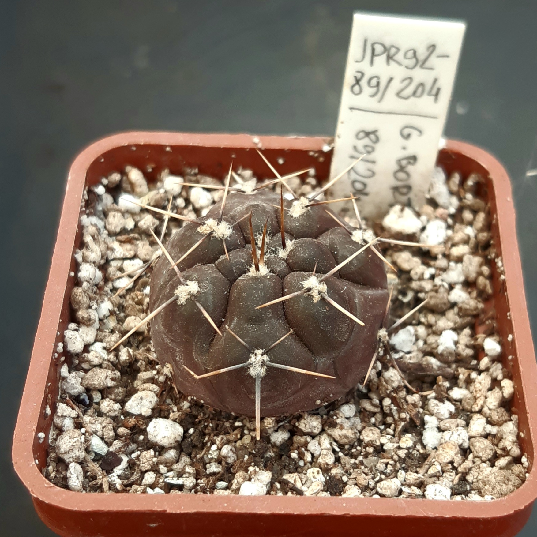 Gymnocalycium borthii 'kokori' JPR 92-89/204, Zanjitas, SL