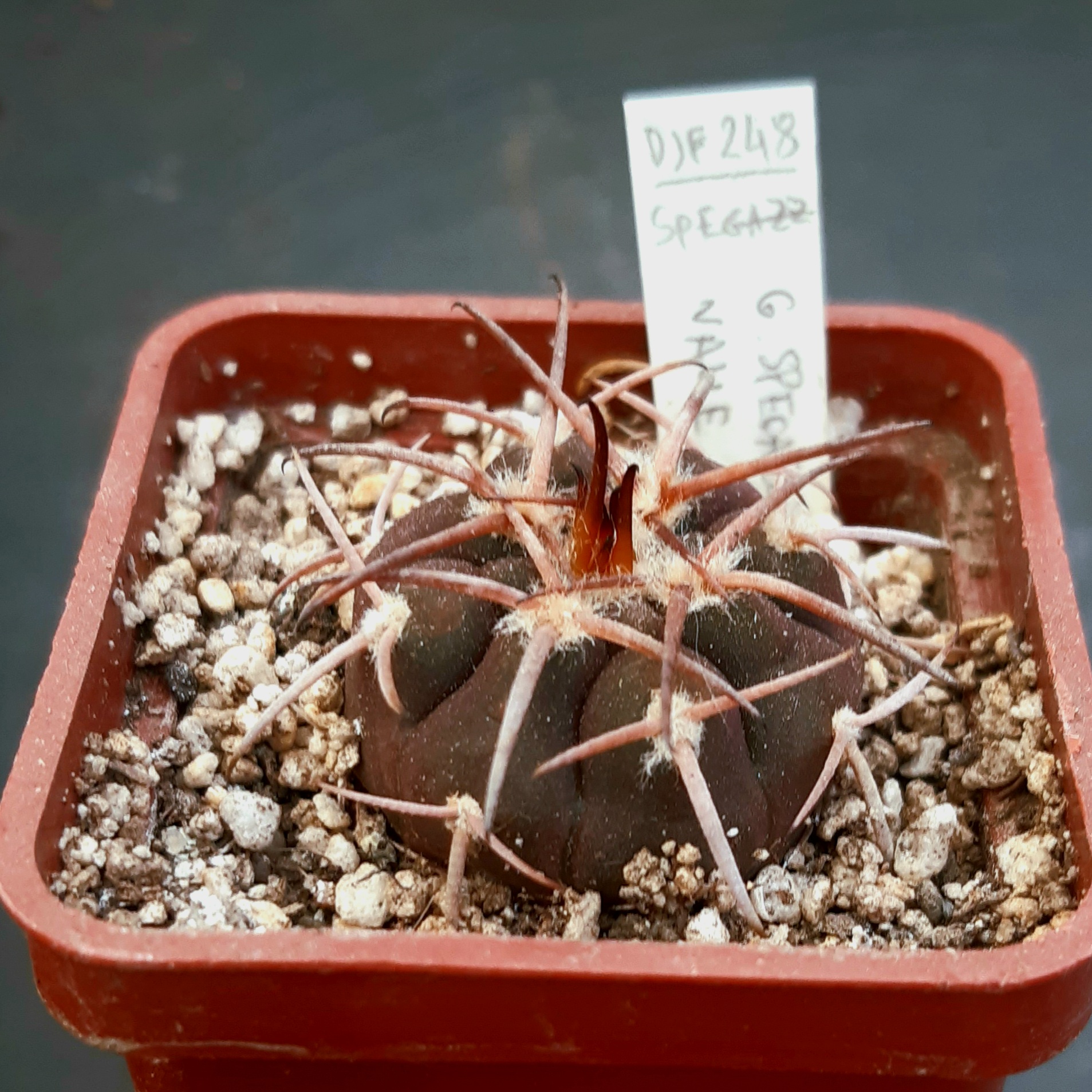 Gymnocalycium spegazzini DJF248 Amaicha del Valle, Tucuman, Arg