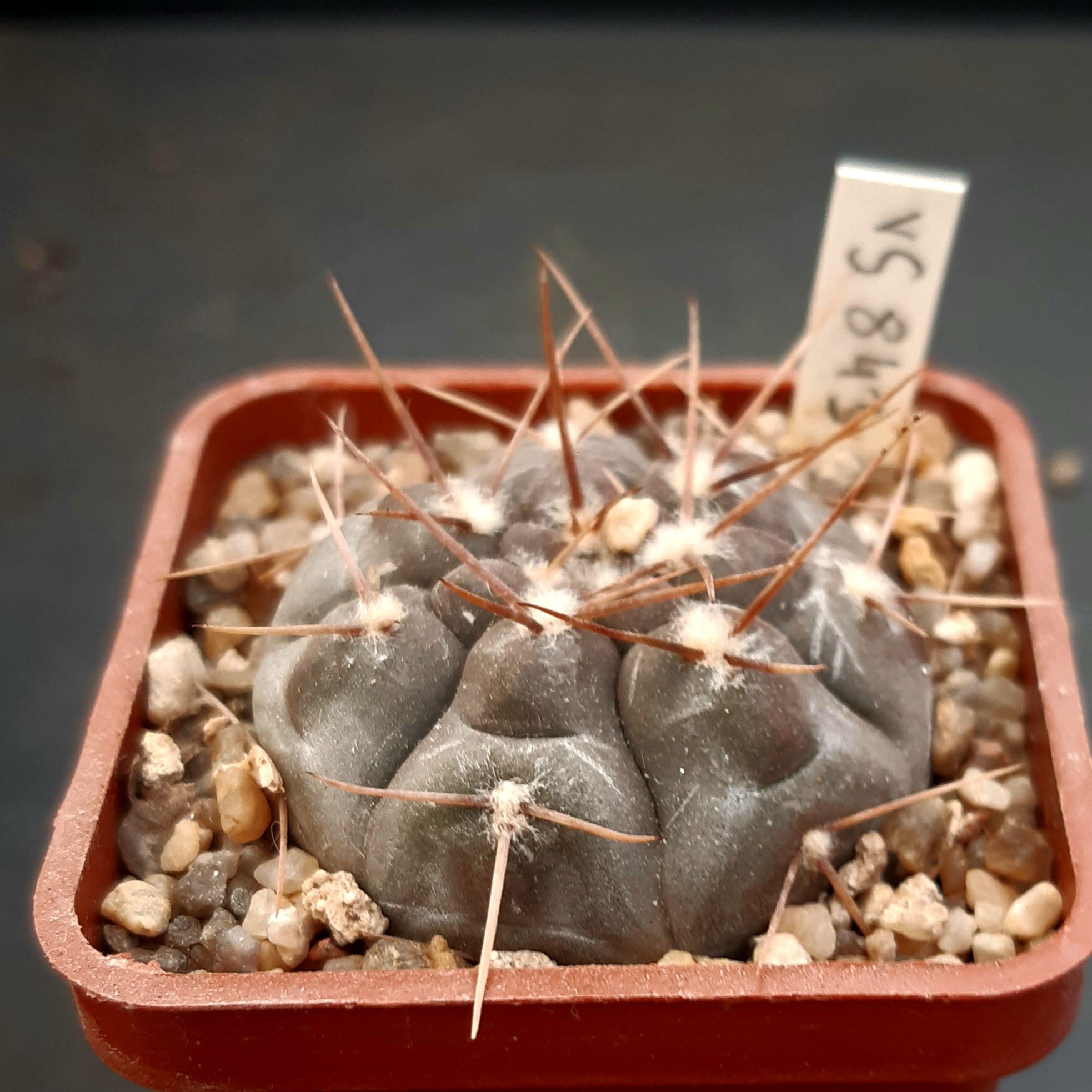 Gymnocalycium striglianum 'aeneum' VS843 La Calera, San Luis