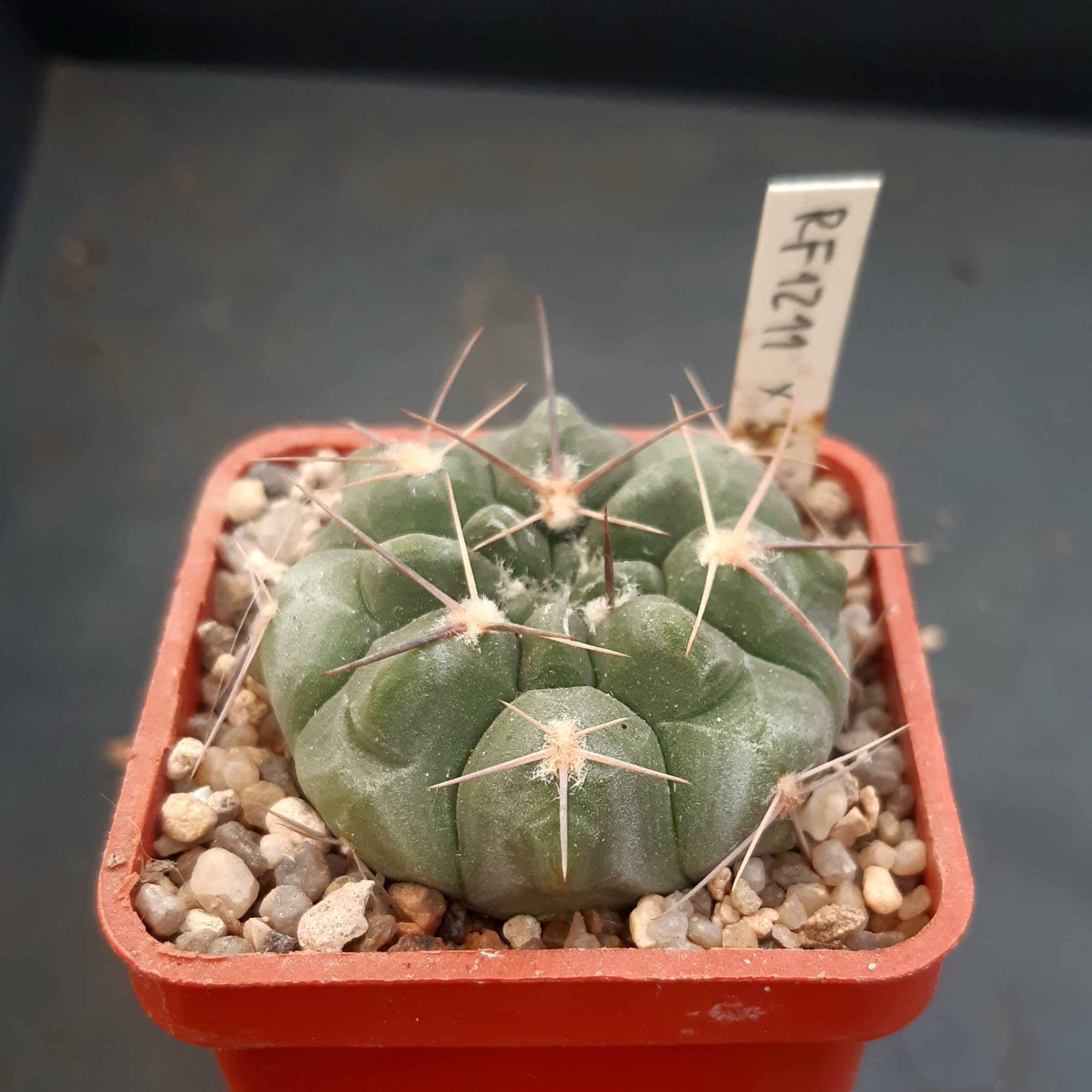 Gymnocalycium x simile (=prochazkianum x simplex) RF1211 Cerro Banado svah nad rančem, 717m