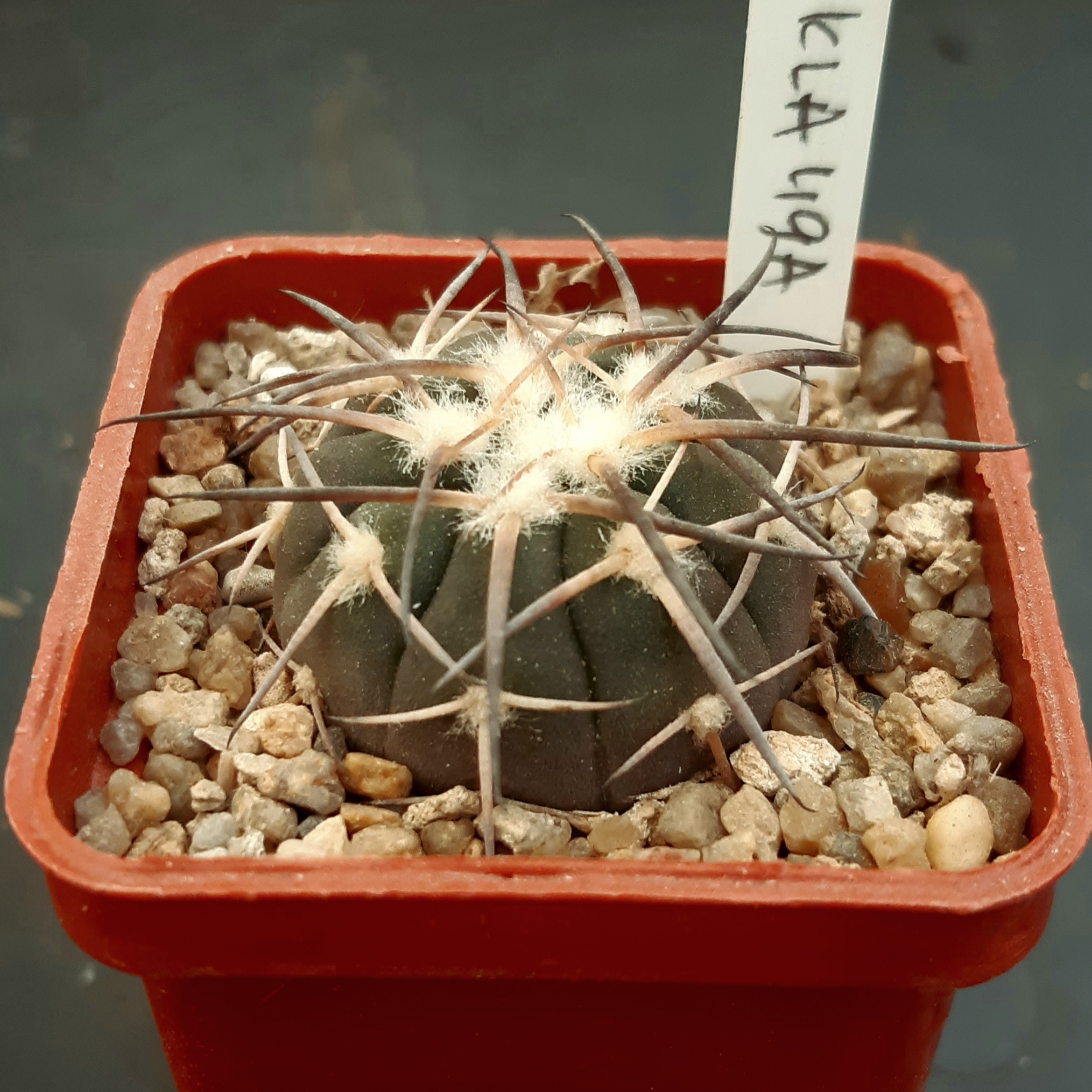Gymnocalycium spegazzinii KLA49A Ruinas del Quilmes, Tucuman, Arg.