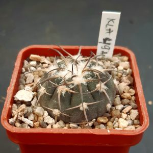 Gymnocalycium spegazzinii KLA49A Ruinas del Quilmes, Tucuman, Arg.