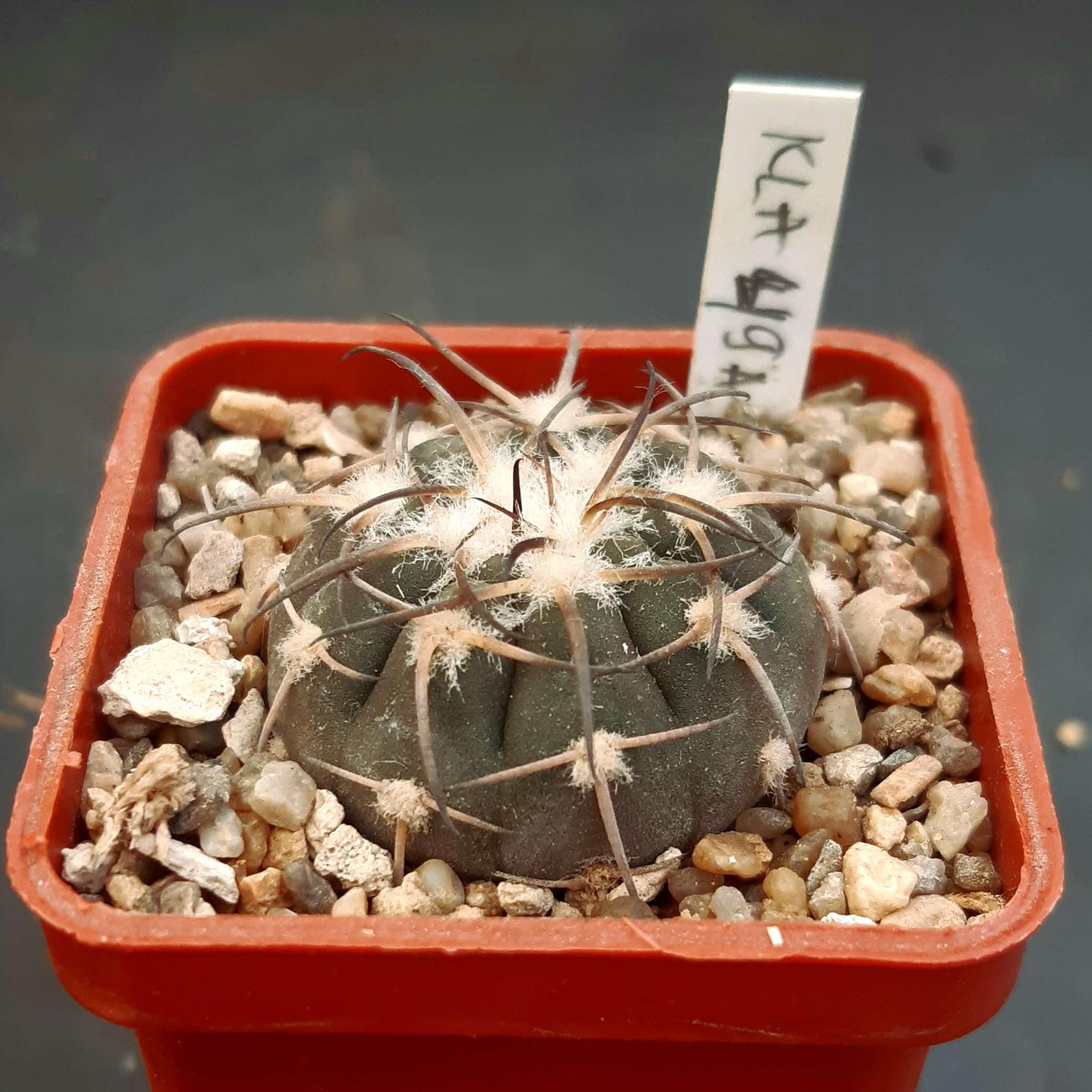 Gymnocalycium spegazzinii KLA49A Ruinas del Quilmes, Tucuman, Arg.