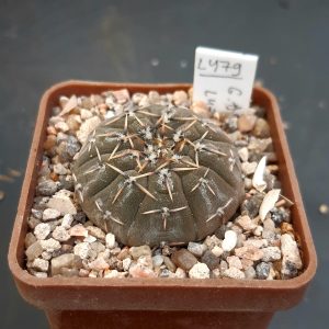 Gymnocalycium asterium 'paucispinum' L479 Santiago del Estero (Salinas Grandes 200m) Arg