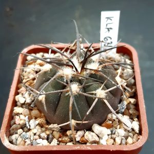 Gymnocalycium spegazzinii KLA 63A Chuscha, Salta