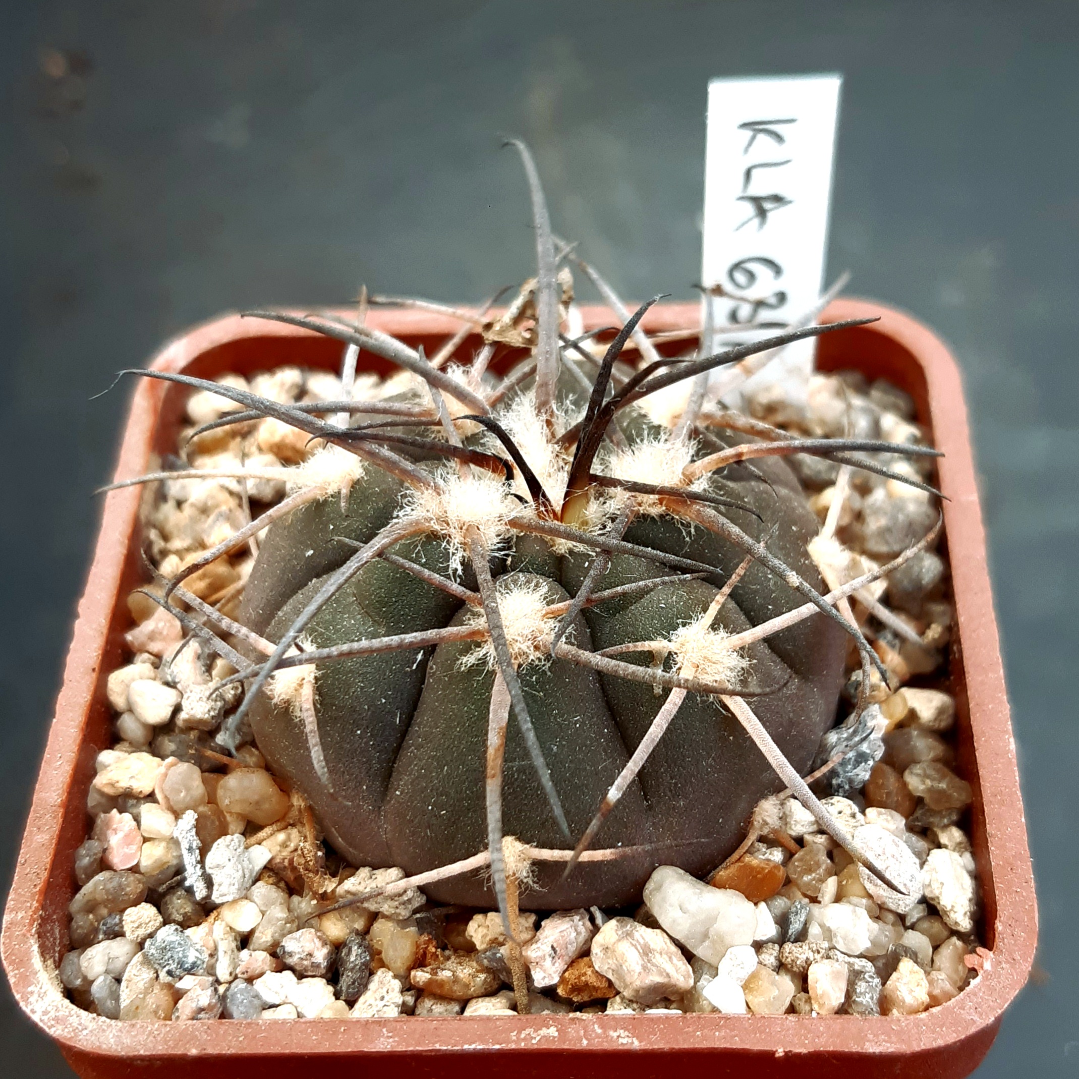 Gymnocalycium spegazzinii KLA 63A Chuscha, Salta