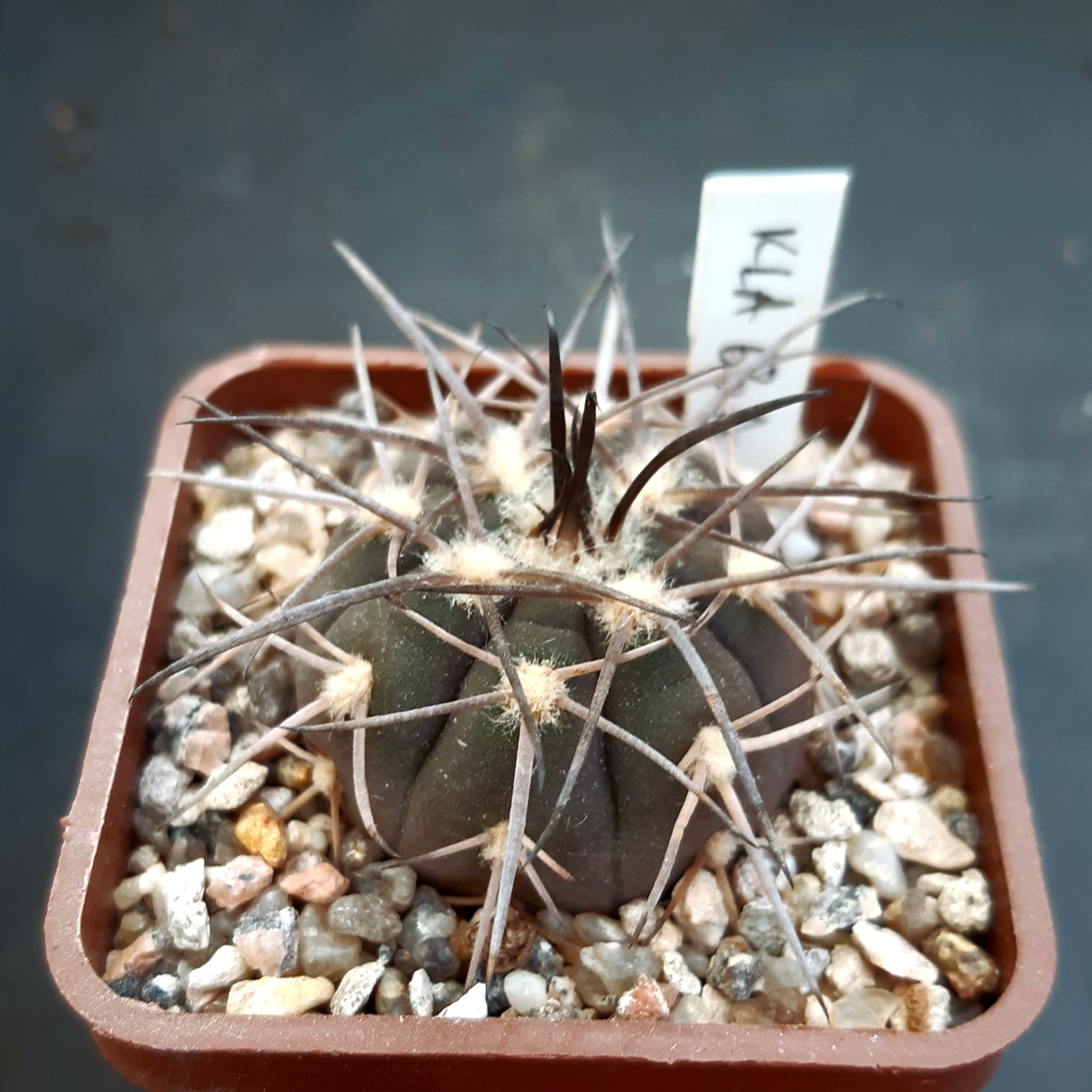 Gymnocalycium spegazzinii KLA 63A Chuscha, Salta