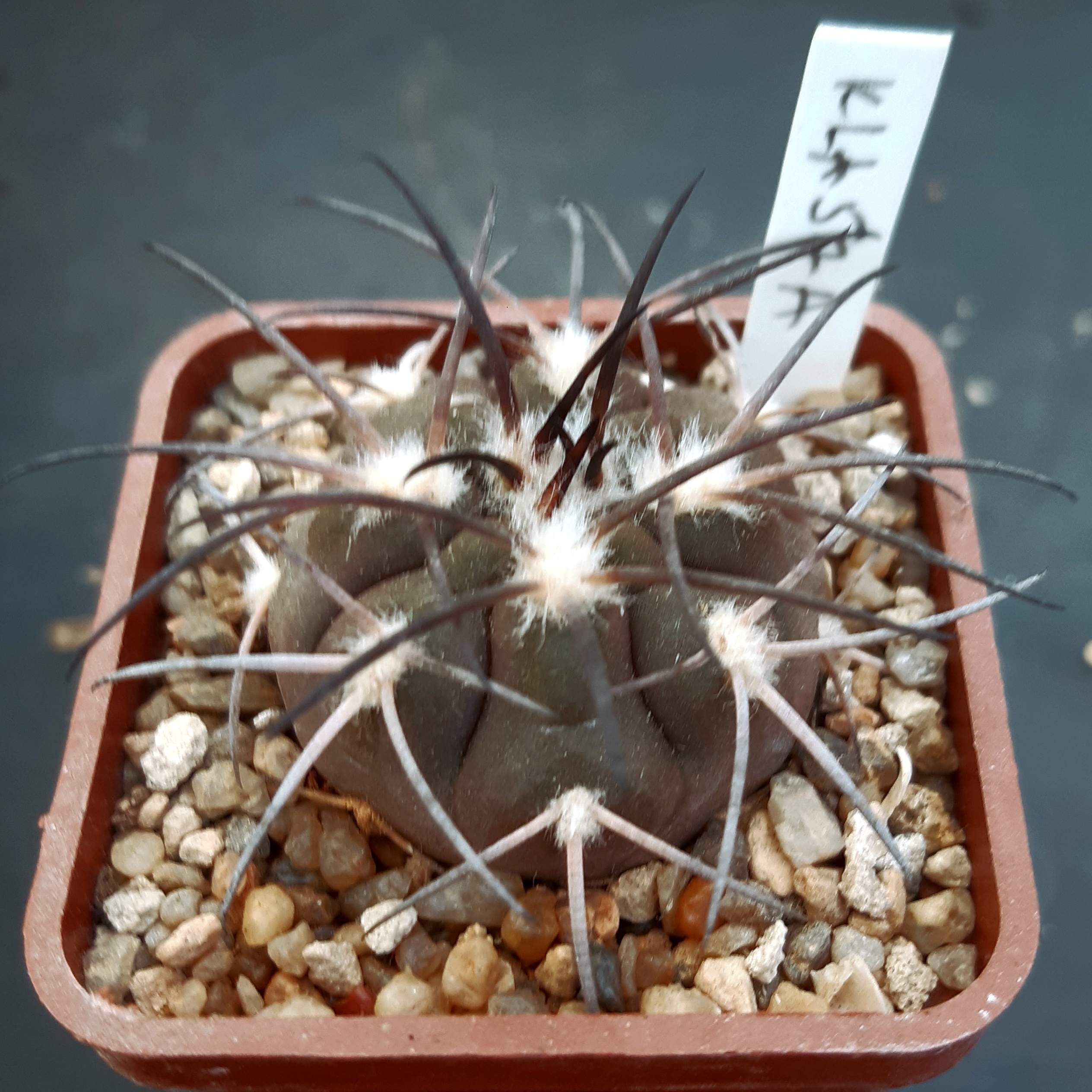 Gymnocalycium spegazzinii KLA 57A El Corralito, Salta
