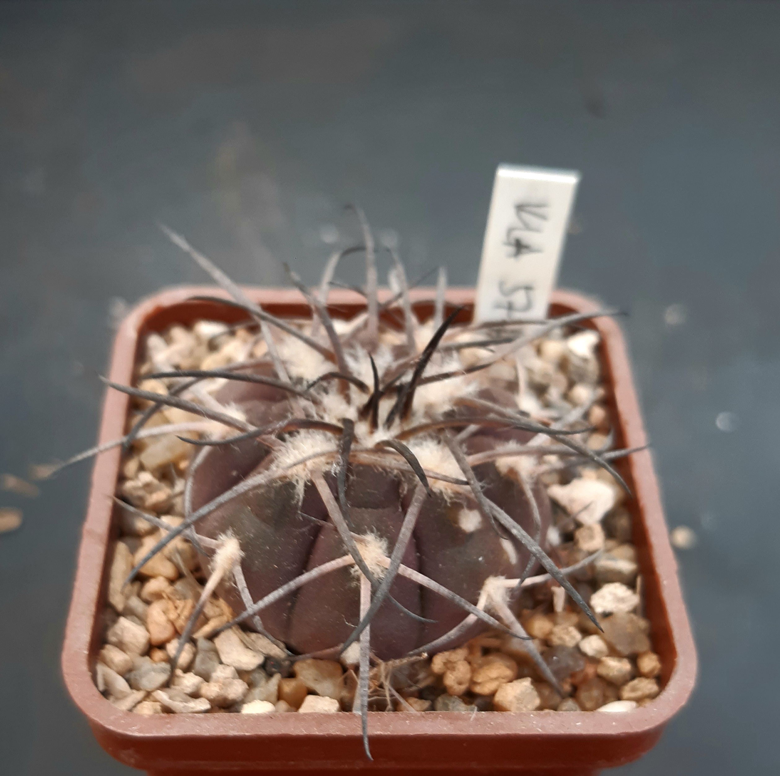 Gymnocalycium spegazzinii KLA 57A El Corralito, Salta