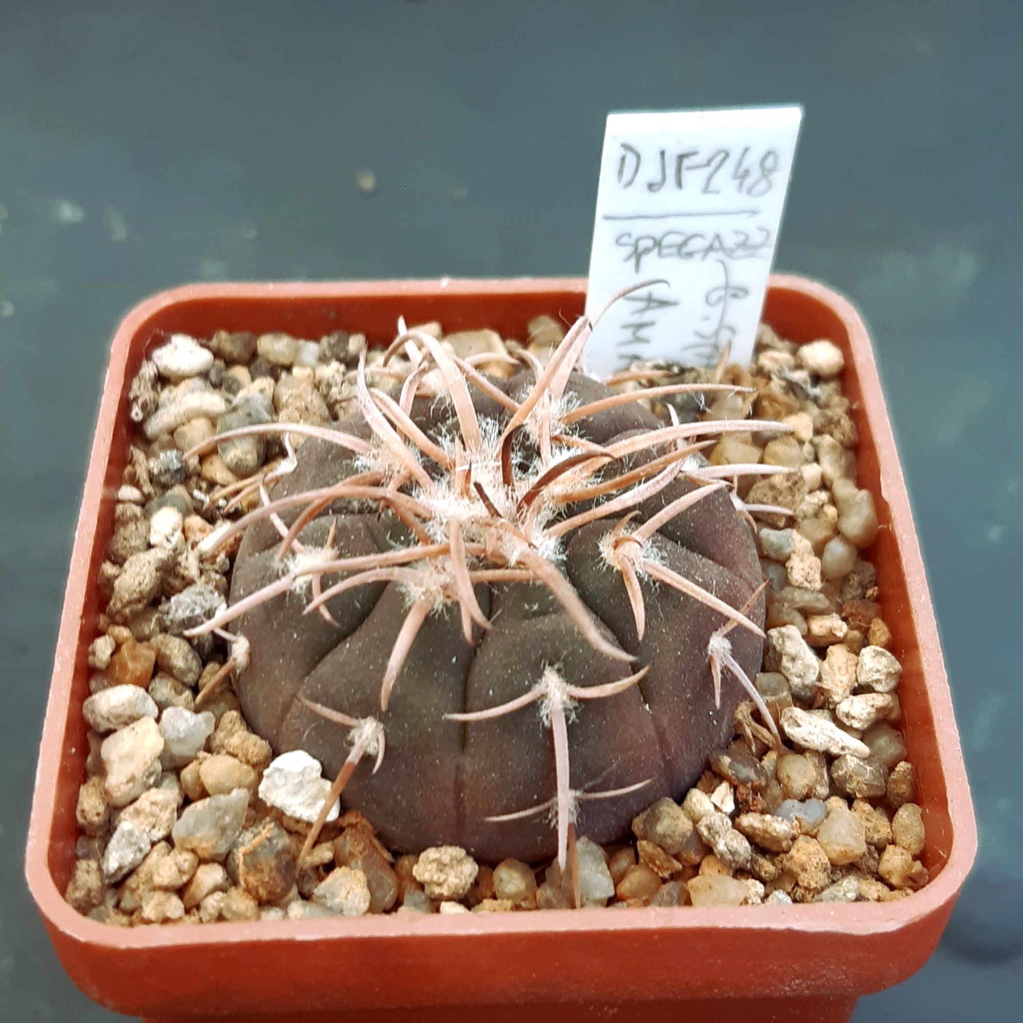 Gymnocalycium spegazzini DJF248 Amaicha del Valle, Tucuman, Arg