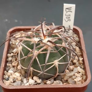 Gymnocalycium armatum VS503,Tomayapo,Tarija