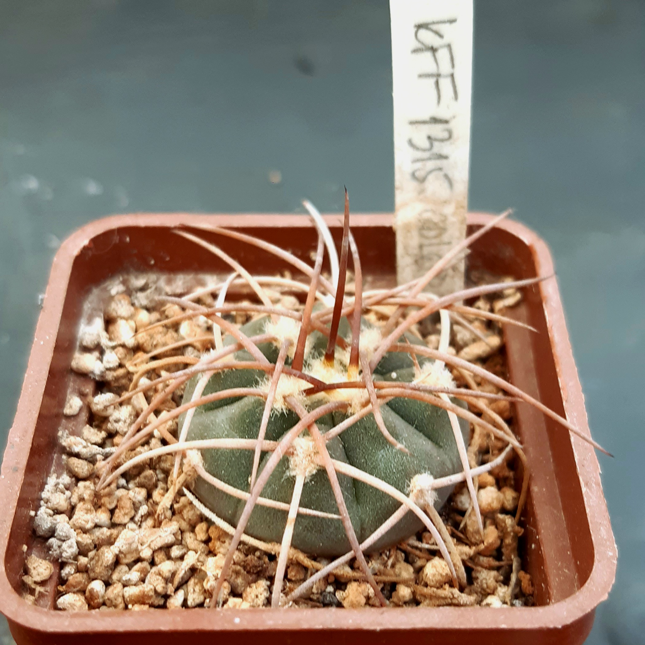 Gymnocalycium coloradense KFF1315 Patquia, 4km behinde vyllage, 573m,La Rioja, Arg.