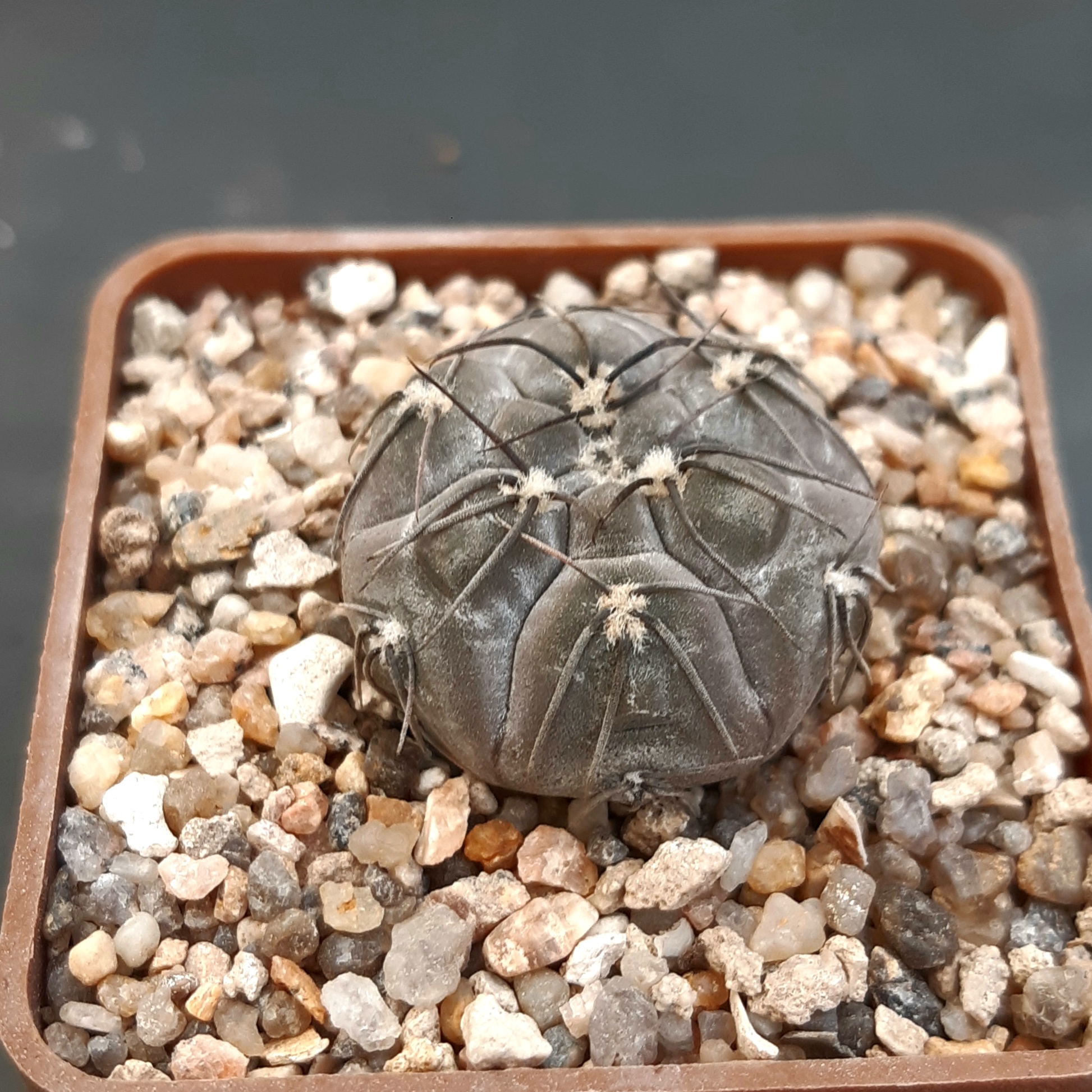 Gymnocalycium berchtii VS161 Chanares, San Luis, Argentina