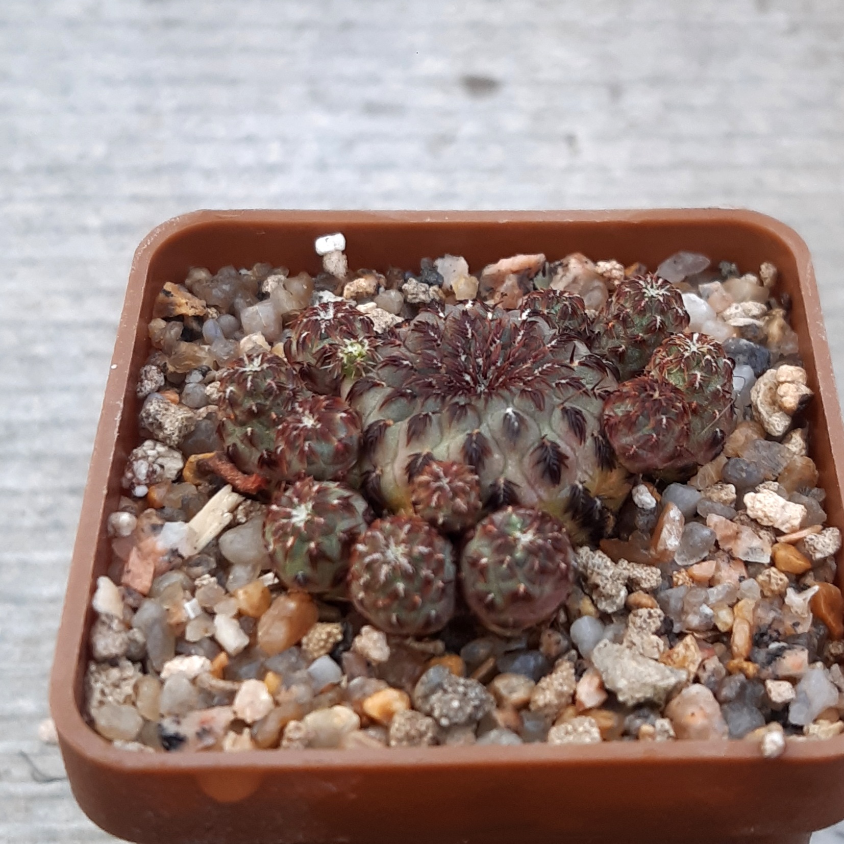 Sulcorebutia rauschii