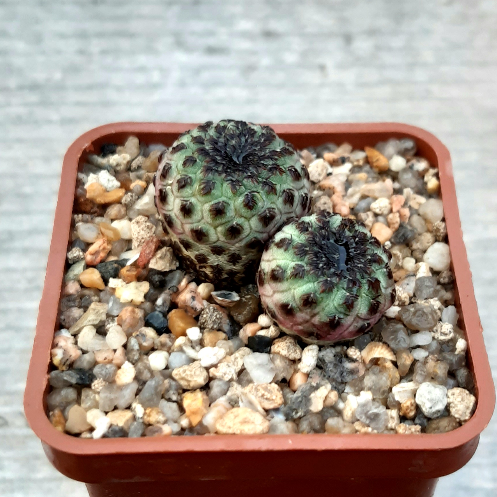 Sulcorebutia rauschii