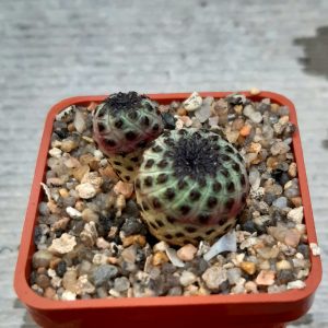 Sulcorebutia rauschii