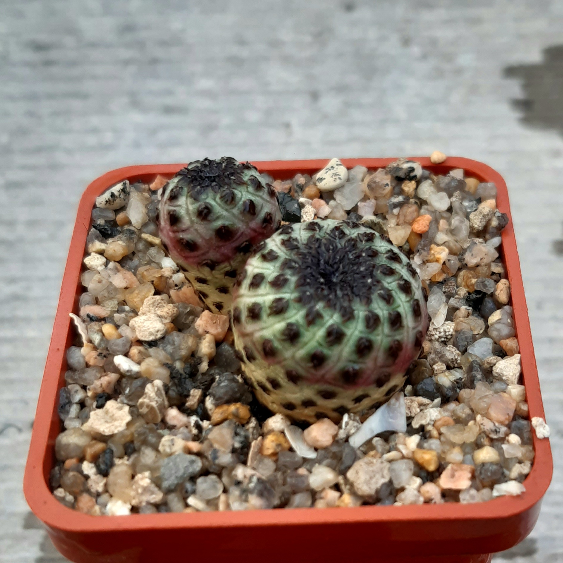 Sulcorebutia rauschii